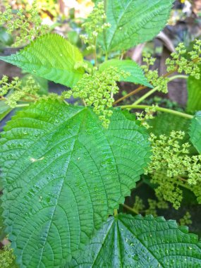 Kanada ısırgan otu. Geniş, tırtıklı yaprakları ve iğneli kıllarıyla karakterize edilmiş dik, uzun ömürlü bir bitkidir. Bu da temasta hafif deri tahrişine neden olabilir. Aynı zamanda odun ısırığı olarak da bilinir.