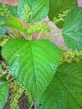 Kanada ısırgan otu. Geniş, tırtıklı yaprakları ve iğneli kıllarıyla karakterize edilmiş dik, uzun ömürlü bir bitkidir. Bu da temasta hafif deri tahrişine neden olabilir. Aynı zamanda odun ısırığı olarak da bilinir.