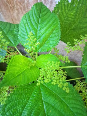 Kanada ısırgan otu. Geniş, tırtıklı yaprakları ve iğneli kıllarıyla karakterize edilmiş dik, uzun ömürlü bir bitkidir. Bu da temasta hafif deri tahrişine neden olabilir. Aynı zamanda odun ısırığı olarak da bilinir.