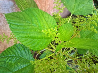  Kanada ısırgan otu bahçelerde vahşi olarak yetişir. Bu bitkinin kıllı alternatif yaprakları var. Dokunulduğunda canını yakabilir. Acı verici temas dermatitine neden olmasıyla bilinir.