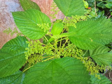 Kanada ısırgan otu. Geniş, tırtıklı yaprakları ve iğneli kıllarıyla karakterize edilmiş dik, uzun ömürlü bir bitkidir. Bu da temasta hafif deri tahrişine neden olabilir. Aynı zamanda odun ısırığı olarak da bilinir.