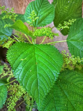 Kanada ısırgan otu. Geniş, tırtıklı yaprakları ve iğneli kıllarıyla karakterize edilmiş dik, uzun ömürlü bir bitkidir. Bu da temasta hafif deri tahrişine neden olabilir. Aynı zamanda odun ısırığı olarak da bilinir.