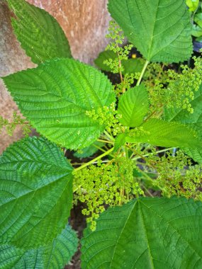 Kanada ısırgan otu bahçelerde vahşi olarak yetişir. Bu bitkinin kıllı alternatif yaprakları var. Dokunulduğunda canını yakabilir. Acı verici temas dermatitine neden olmasıyla bilinir.