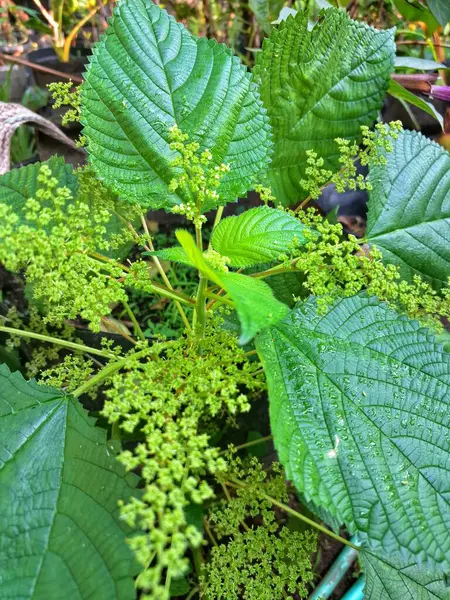  Kanada ısırgan otu bahçelerde vahşi olarak yetişir. Bu bitkinin kıllı alternatif yaprakları var. Dokunulduğunda canını yakabilir. Acı verici temas dermatitine neden olmasıyla bilinir.