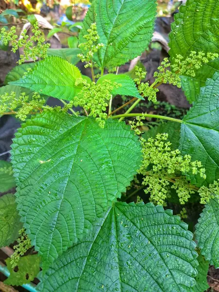  Kanada ısırgan otu bahçelerde vahşi olarak yetişir. Bu bitkinin kıllı alternatif yaprakları var. Dokunulduğunda canını yakabilir. Acı verici temas dermatitine neden olmasıyla bilinir.