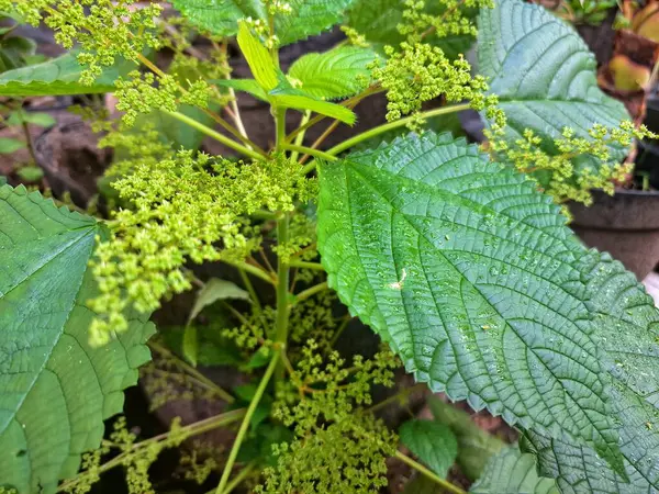  Kanada ısırgan otu bahçelerde vahşi olarak yetişir. Bu bitkinin kıllı alternatif yaprakları var. Dokunulduğunda canını yakabilir. Acı verici temas dermatitine neden olmasıyla bilinir.