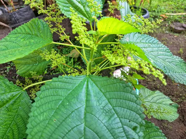  Kanada ısırgan otu bahçelerde vahşi olarak yetişir. Bu bitkinin kıllı alternatif yaprakları var. Dokunulduğunda canını yakabilir. Acı verici temas dermatitine neden olmasıyla bilinir.