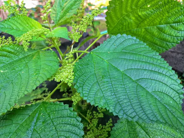 Kanada ısırgan otu. Geniş, tırtıklı yaprakları ve iğneli kıllarıyla karakterize edilmiş dik, uzun ömürlü bir bitkidir. Bu da temasta hafif deri tahrişine neden olabilir. Aynı zamanda odun ısırığı olarak da bilinir.