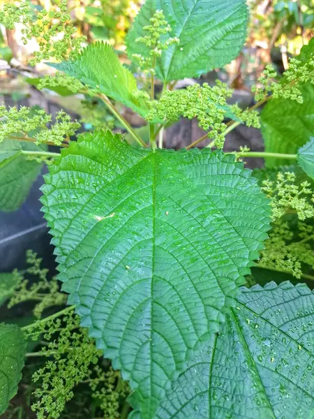 Kanada ısırgan otu. Geniş, tırtıklı yaprakları ve iğneli kıllarıyla karakterize edilmiş dik, uzun ömürlü bir bitkidir. Bu da temasta hafif deri tahrişine neden olabilir. Aynı zamanda odun ısırığı olarak da bilinir.