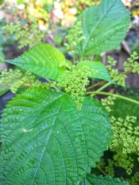 Kanada ısırgan otu. Geniş, tırtıklı yaprakları ve iğneli kıllarıyla karakterize edilmiş dik, uzun ömürlü bir bitkidir. Bu da temasta hafif deri tahrişine neden olabilir. Aynı zamanda odun ısırığı olarak da bilinir.