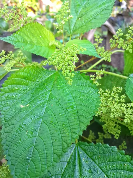 Kanada ısırgan otu. Geniş, tırtıklı yaprakları ve iğneli kıllarıyla karakterize edilmiş dik, uzun ömürlü bir bitkidir. Bu da temasta hafif deri tahrişine neden olabilir. Aynı zamanda odun ısırığı olarak da bilinir.
