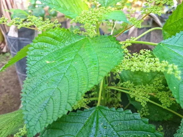  Kanada ısırgan otu bahçelerde vahşi olarak yetişir. Bu bitkinin kıllı alternatif yaprakları var. Dokunulduğunda canını yakabilir. Acı verici temas dermatitine neden olmasıyla bilinir.