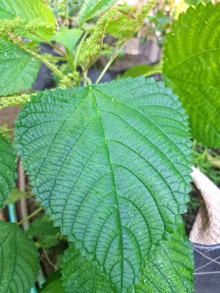  Kanada ısırgan otu bahçelerde vahşi olarak yetişir. Bu bitkinin kıllı alternatif yaprakları var. Dokunulduğunda canını yakabilir. Acı verici temas dermatitine neden olmasıyla bilinir.