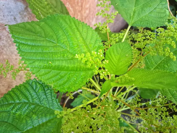  Kanada ısırgan otu bahçelerde vahşi olarak yetişir. Bu bitkinin kıllı alternatif yaprakları var. Dokunulduğunda canını yakabilir. Acı verici temas dermatitine neden olmasıyla bilinir.