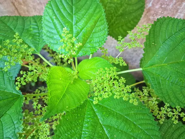  Kanada ısırgan otu bahçelerde vahşi olarak yetişir. Bu bitkinin kıllı alternatif yaprakları var. Dokunulduğunda canını yakabilir. Acı verici temas dermatitine neden olmasıyla bilinir.