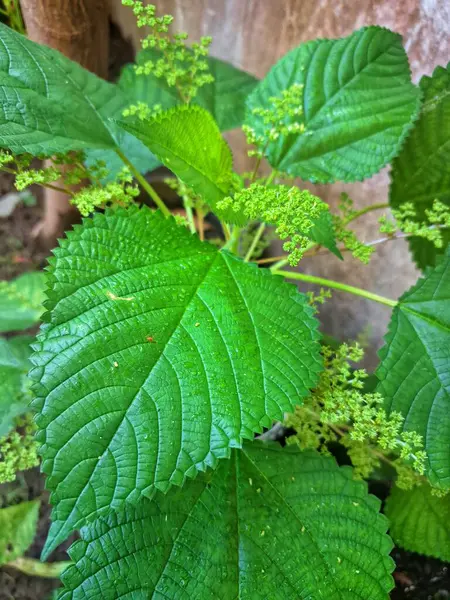  Kanada ısırgan otu bahçelerde vahşi olarak yetişir. Bu bitkinin kıllı alternatif yaprakları var. Dokunulduğunda canını yakabilir. Acı verici temas dermatitine neden olmasıyla bilinir.