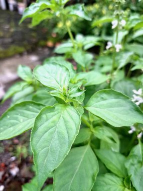 Tatlı fesleğen ağacı. Tatlı fesleğen esasen mutfak malzemesi, çeşitli endüstriler için gerekli yağlar ve şifalı bir bitki olarak kullanılan hoş kokulu bir bitkidir. Aynı zamanda aromaterapide ve böcek kovucu olarak da kullanılır.