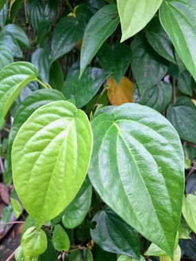 Betel asma ağacı. Sonsuza kadar yeşildir, sarmaşık, kalp şeklinde parlak yaprakları vardır. Betel bitkisi yaprakları için yetiştirilir ve genellikle fındık çiğnemek için kullanılır.