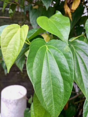 Betel asma ağacı. Sonsuza kadar yeşildir, sarmaşık, kalp şeklinde parlak yaprakları vardır. Betel bitkisi yaprakları için yetiştirilir ve genellikle fındık çiğnemek için kullanılır.