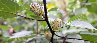 Ağaçta mor datura meyvesi. Bu meyveler tipik olarak oval şekilli, dikenli ve donuk mor veya grimsi mor renktedir. Zehirli oldukları biliniyor ve sindirilirse halüsinasyonlara neden olabilirler.