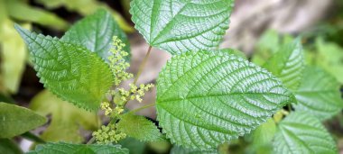 Kanada ısırganı ya da Laportea kanadensis. Bu, sapları ve yaprakları üzerindeki iğneleyici tüyleriyle bilinen otçul bir bitki. Nemli ormanlarda, bataklıklarda ve sellerde yetişir. Bitkinin geniş, tırtıklı yaprakları ve küçük yeşilimsi beyaz çiçekleri var.