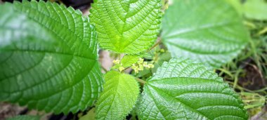 Kanada ısırganı ya da Laportea kanadensis. Bu, sapları ve yaprakları üzerindeki iğneleyici tüyleriyle bilinen otçul bir bitki. Nemli ormanlarda, bataklıklarda ve sellerde yetişir. Bitkinin geniş, tırtıklı yaprakları ve küçük yeşilimsi beyaz çiçekleri var.