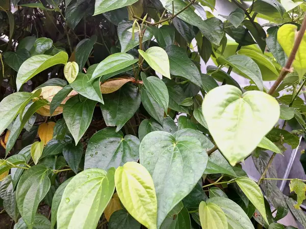 Betel asma ağacı. Sonsuza kadar yeşildir, sarmaşık, kalp şeklinde parlak yaprakları vardır. Betel bitkisi yaprakları için yetiştirilir ve genellikle fındık çiğnemek için kullanılır.