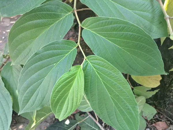 Piper aduncum, ayrıca matico ya da çivili biber olarak da bilinir. Bu bitki güçlü biber benzeri aroması ve tadı ile bilinir ve genellikle süs bitkisi olarak kullanılır. Bu bitki, özellikle tropikal bölgelerde, istilacı doğasıyla da bilinir.