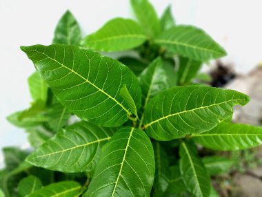 Ficus septica ya da bilinen adıyla Beyaz Damarlı İncir ya da Hauili ağacı. Moraceae ailesine ait bir çalılık ya da küçük bir ağaç. Bu bitki, Kuzeydoğu Hindistan, Kuzey Avustralya ve Endonezya 'nın çeşitli bölgelerinde bulunur.