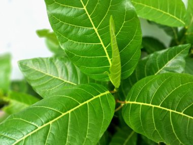 Ficus septica ya da bilinen adıyla Beyaz Damarlı İncir ya da Hauili ağacı. Moraceae ailesine ait bir çalılık ya da küçük bir ağaç. Bu bitki, Kuzeydoğu Hindistan, Kuzey Avustralya ve Endonezya 'nın çeşitli bölgelerinde bulunur.