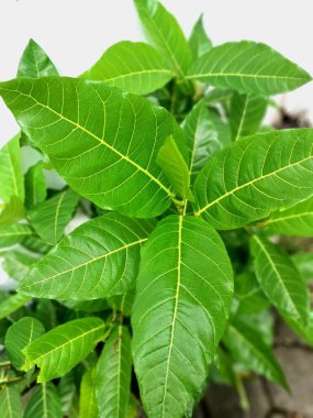 Ficus septica ya da bilinen adıyla Beyaz Damarlı İncir ya da Hauili ağacı. Moraceae ailesine ait bir çalılık ya da küçük bir ağaç. Bu bitki, Kuzeydoğu Hindistan, Kuzey Avustralya ve Endonezya 'nın çeşitli bölgelerinde bulunur.