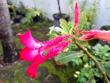 Adenyum çiçeği ağaçta çiçek açar. Adenyum çiçeği, genellikle Çöl Gülü olarak bilinir, özellikle daha sıcak iklimlerde ve bonsai olarak süsleme amaçlı kullanılır.