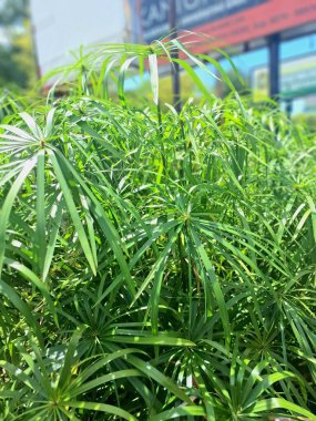 Şemsiye palmiyesi. Bu, üzerinde şemsiyeye benzeyen bir yaprak kümesi bulunan uzun ve ince gövdeli, ayırt edici bir su bitkisi. Bu bitkiler genellikle süs bitkisi olarak ya da su bahçelerinde kullanılır.