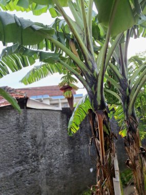 Muz ağacı. Bir muz ağacı, gerçek bir ağaç olmamakla birlikte, büyük, otçul bir bitkidir. Sıkıca paketlenmiş yaprak bazlarından yapılmış sahte bir gövde ve sarmal bir sarmal içinde sıralanmış büyük, oblong yapraklar içerir.