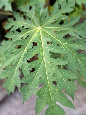Ağaçta yeşil papaya yaprakları var. Papaya yaprakları, sindirim sorunları, dang humması ve genel refahın artırılması da dahil olmak üzere çeşitli sağlık sorunları için geleneksel tıp ve halk tedavilerinde sıklıkla kullanılır.