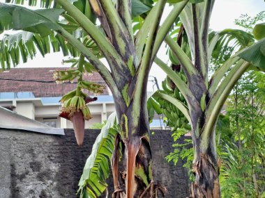 Muz ağacı. Bir muz ağacı, gerçek bir ağaç olmamakla birlikte, büyük, otçul bir bitkidir. Sıkıca paketlenmiş yaprak bazlarından yapılmış sahte bir gövde ve sarmal bir sarmal içinde sıralanmış büyük, oblong yapraklar içerir.