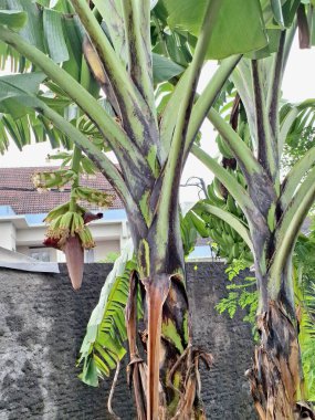 Muz ağacı. Bir muz ağacı, gerçek bir ağaç olmamakla birlikte, büyük, otçul bir bitkidir. Sıkıca paketlenmiş yaprak bazlarından yapılmış sahte bir gövde ve sarmal bir sarmal içinde sıralanmış büyük, oblong yapraklar içerir.