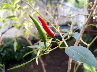 Ağaçta kırmızı biber meyvesi. Cayenne biberi genellikle yemeklerde bir baharat olarak kullanılır ve çeşitli yemeklere baharatlı bir ısı eklenir. Mutfak uygulamalarının ötesinde, özellikle kapsaisin içeriği nedeniyle, potansiyel sağlık faydalarıyla da bilinir.