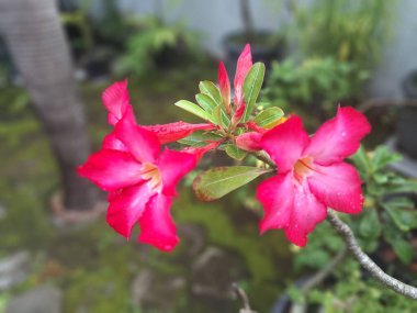 Adenyum çiçeği ağaçta çiçek açar. Adenyum çiçeği, genellikle Çöl Gülü olarak bilinir, özellikle daha sıcak iklimlerde ve bonsai olarak süsleme amaçlı kullanılır.