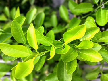 Ağaçta kireç yaprakları var. Kireç küçük, tart ve asitli turunçgillerden oluşur, tipik yeşil renkli, ince kabuklu ve sulu, soluk yeşil hamurlu.