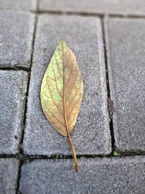 Kuru yapraklar kaldırım taşlarına dökülüyor. Sonbaharda asfalt yüzeylere düşen yapraklar