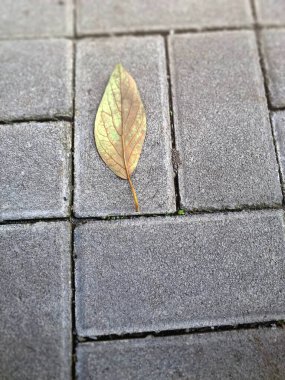 Kuru yapraklar kaldırım taşlarına dökülüyor. Sonbaharda asfalt yüzeylere düşen yapraklar