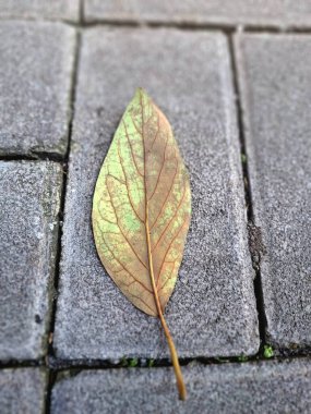 Kuru yapraklar kaldırım taşlarına dökülüyor. Sonbaharda asfalt yüzeylere düşen yapraklar
