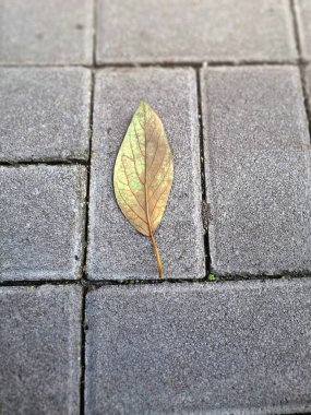 Kuru yapraklar kaldırım taşlarına dökülüyor. Sonbaharda asfalt yüzeylere düşen yapraklar