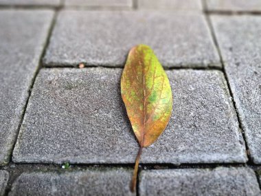 Kuru yapraklar kaldırım taşlarına dökülüyor. Sonbaharda asfalt yüzeylere düşen yapraklar