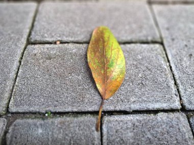 Kuru yapraklar kaldırım taşlarına dökülüyor. Sonbaharda asfalt yüzeylere düşen yapraklar