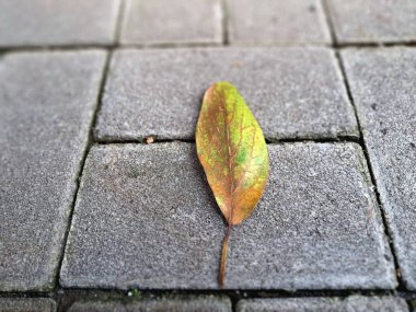 Kuru yapraklar kaldırım taşlarına dökülüyor. Sonbaharda asfalt yüzeylere düşen yapraklar
