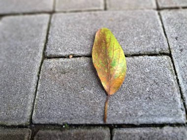Kuru yapraklar kaldırım taşlarına dökülüyor. Sonbaharda asfalt yüzeylere düşen yapraklar