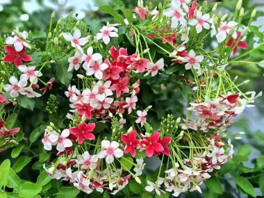 Hollanda yasemin çiçeği ağaçta çiçek açıyor. Hollanda yasemini, Güneydoğu Asya 'da yetişen bir asmadır. Olgunlaştıkça renk değiştiren güzel kokulu çiçekleriyle karakterize edilir. Genellikle beyazdan pembeye ve kırmızıya.