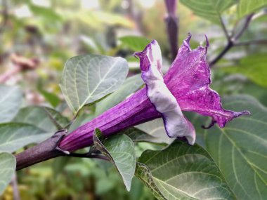 Mor datura ağaçta çiçek açar. Datura, kedigiller (Solanaceae) familyasına ait dokuz zehirli bitki türü.)